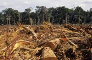 Difesa dell'ambiente questa sconosciuta. L'ambiente deve essere tutelato e per farlo è necessario il rispetto, dalle piccole cose si può ottenere una grande differenza.