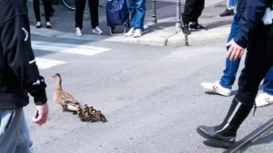 Anatra a passeggio per Milano