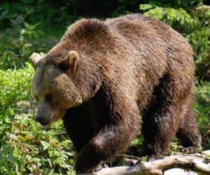 Diffida alla provincia di Trento per M49